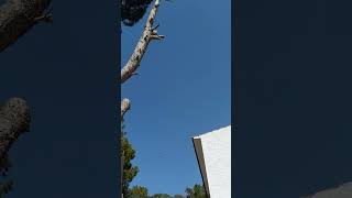 Aircraft overflying  filmed from the pool aircraft flying [upl. by Azal]