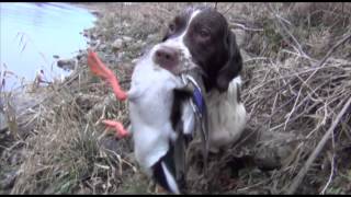 Springer spaniel duck hunting [upl. by Hasina575]