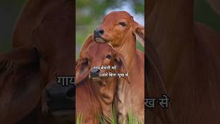 gay bechari mare chare Bina bhukh sebhakti motivation tending viral [upl. by Lelah]