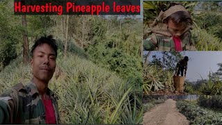 Selling Pineapple Leaves for Extra Income  Part 2 Harvesting and Profiting from sustainable Farm [upl. by Nadnal591]