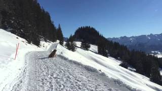 Winterwanderweg Oberallgäu [upl. by Iclek]