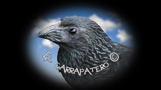 🕊️ Canto del Garrapatero 🕊️ [upl. by Semaj]