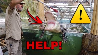 ALLIGATOR Causes CHAOS IN MASSIVE PET STORE ZOO [upl. by Valeria]