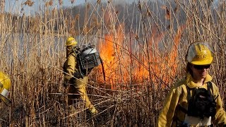 Fighting Phrag with Fire An invasive Phragmites management case study [upl. by Nade]