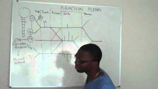 Brachial plexus made ridiculously simple PART 2 Lecture [upl. by Hannej]