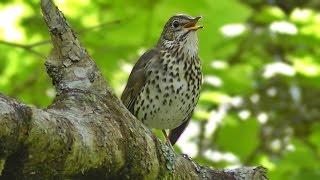 Song Thrush Bird Singing in May [upl. by Eikcuhc227]