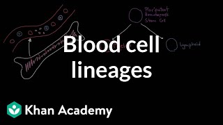 Blood cell lineages  Immune system physiology  NCLEXRN  Khan Academy [upl. by Garald659]