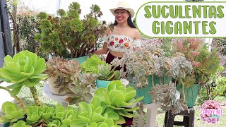 10 SUCULENTAS QUE CRECEN GIGANTES │Candy Bu [upl. by Alyahs585]