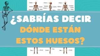 ANATOMÍA 🦴  ¿Puedes situar los huesos del CUERPO HUMANO 🧠 [upl. by Cestar]