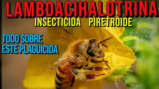 LAMBDACIHALOTRINA¿QUE ESCARACTERISTICAS MODO DE ACCIONDOSISMOMENTO DE APLICACION [upl. by Sirovart]