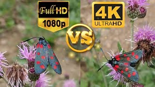 Full HD 1080p vs 4K Ultra HD  Sample Test Video  Side by Side Comparison  Karşılaştırma [upl. by Onilecram]