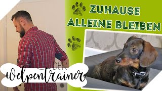 Hund allein zu Haus Stressfrei amp ohne Jaulen  Der Welpentrainer  sixx [upl. by Olnton846]