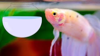 Why you should not keep Betta fish in a small bowl [upl. by Hoon]