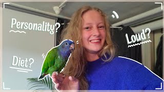 Is a Pionus for you Pionus parrot care guide and tips [upl. by Ameen]