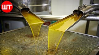 How Olive Oil Is Made  Olive Harvesting Technology  Factory Process [upl. by Sill]