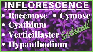 Racemose Cymose Cyathium Types of Inflorescence with Diagrams  Morphology of Flowering Plants [upl. by Ragse]