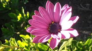 MARGARITA DEL CABO rosa Osteospermum fruticosum wwwriomoroscom [upl. by Omoj695]