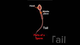 Key Components of a Sperm Cell pregnant baby sperm September 8 2024 [upl. by Hoxsie]