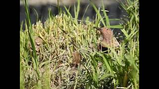 Northern Flicker Foraging On Ground [upl. by Aihsekram812]