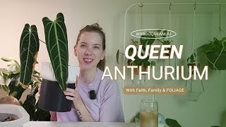 Anthurium Warocqueanum Care  Moving my Queen Anthurium to a DIY SelfWatering planter [upl. by Mort708]