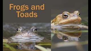 Common Frogs and Toads with a bonus adder  Photographing and filming with GH6 and an OM 1 [upl. by Adnomar]