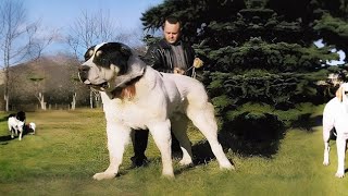 TOP 7 STRONGEST DOG BREEDS IN THE WORLD  BIGGEST DOG IN THE WORLD [upl. by Lali]