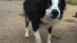 Border Collies Amazing Dogs Play in Water Sheepdog Cute Puppy splashing wet DVD Movie Trailer [upl. by Evot]