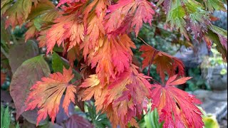 Acer japonicum ‘Longwood’ Dancing Peacock Style Japanese Maple in the HillStone Arboretum amp Garden [upl. by Pris708]