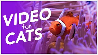 Video For Cats 📺  Underwater Fish Video for Cats 20 Hours of Underwater Diving [upl. by Ballard]