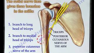 Radial Nerve anatomy  Everything You Need To Know  Dr Nabil Ebraheim [upl. by Anchie]