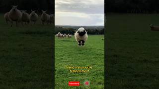 Fascinating Facts About Valais Blacknose Sheep  Shaun the sheep real life 😅 shorts [upl. by Trueblood214]