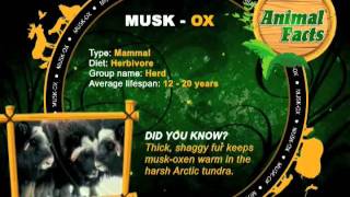 Animal Facts Musk OX [upl. by Lewie]