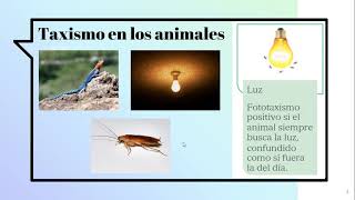 Taxismo en los animales 4 B [upl. by Nymrak]