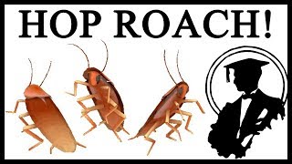 Origins Of The Dancing Cockroach Meme [upl. by Esiahc969]