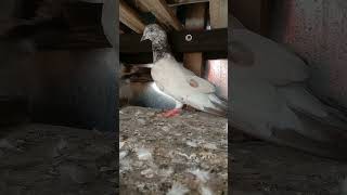 Pigeon video Pigeon Birds  Nice Brids [upl. by Sorac900]