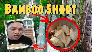 Harvesting BAMBOO SHOOT l Prepare and Cook l GINISANG LABONG l Elmer Besing [upl. by Asset]