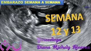 SEMANA 12 Y 13 EMBARAZO SEMANA A SEMANA POR GINECOLOGA DIANA ALVAREZ [upl. by Meikah]