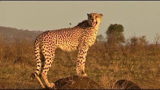 Sounds of a Cheetah Chirping  Cheetah Chirp Sounds  Acinonyx jubatus Sounds [upl. by Ahsienom]