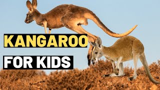 Kangaroo Facts for Kids Learn About the Amazing Marsupial [upl. by Annazor]