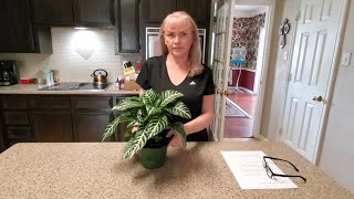 HOW TO TAKE CARE OF A ZEBRA PLANT quotAPHELANDRA SQUARROSAquot [upl. by Adidnere]