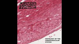 Histologist  Histology of the Cardiovascular System 2024 [upl. by Shank]