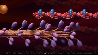 Muscle Contraction  Cross Bridge Cycle [upl. by Ahsinna]