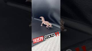 FEISTY African Fat tailed gecko 😰😍 gecko pets animals cute wildlife shorts reptiles lizard [upl. by James]