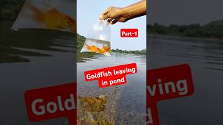 👆Realising Goldfish in Natural POND🔥💥🤯fish goldfish ponds goldfishpond [upl. by Sacks939]