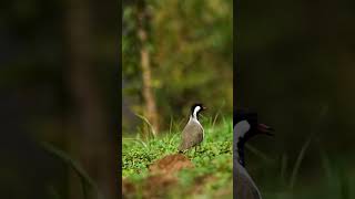 Beautiful video of Redwattled lapwing 😍😍 vnart [upl. by Orian]