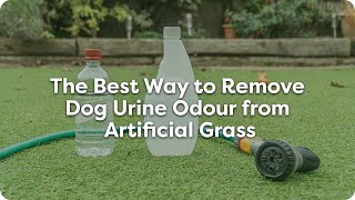 The Best Way to Remove Dog Urine Odour from Artificial Grass [upl. by Lesirg]