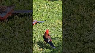 Australian Bird Rosella shortfeed birds birdslover hallsgap victoria australia [upl. by Ayanej301]