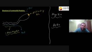 Structure of Contractile Proteins  12th NEET Biology  25th Oct 2024 [upl. by Dlareme]