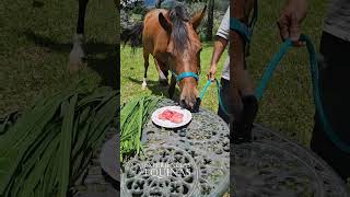 🥩 Caballo comiendo carne  Los caballos son herbívoros es decir que NO comen carne [upl. by Gove]