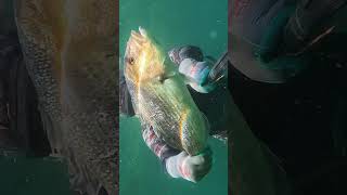 Ghost dentex fishing spearfishing nature [upl. by Settle]